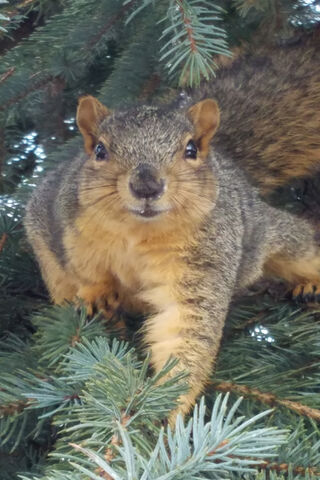 Squirrel Shenanigans: Nature's Playful Acrobat 🐿️🌲