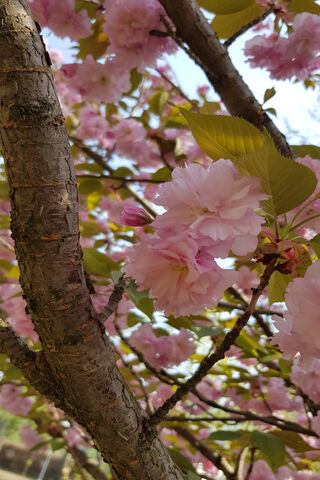 Blossoms of Spring 🌸