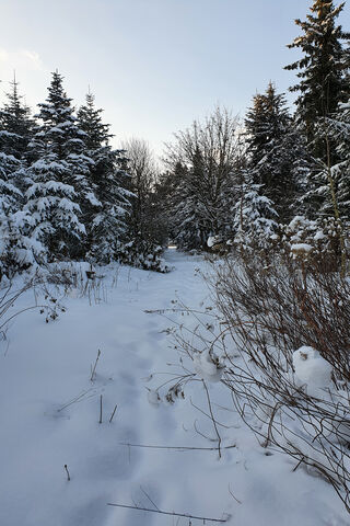 Whispers of Winter: A Snowy Forest Path