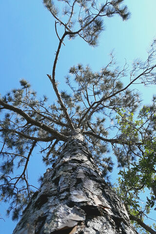 Sunlit Pine