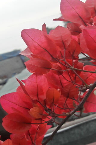 Seasonal Flower