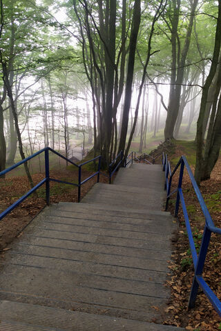 Mystical Descent: A Journey Through the Fog 🌫️🌲