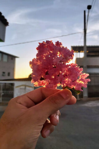 Sunlit Blossoms: A Touch of Sol E Flor 🌸☀️