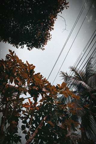 Whispers of the Sky 🌿☁️