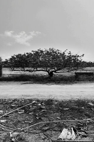 Tree Standing Alone