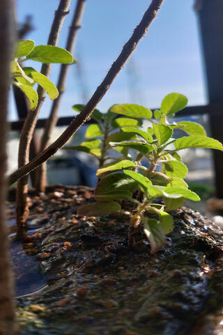 The Sacred Tulsi: Nature's Healing Wonder 🌱✨