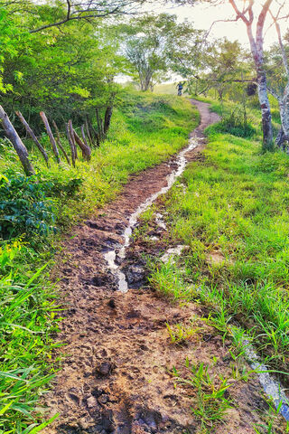 Nature's Pathway: The Trilha Adventure 🌿🚶 ️