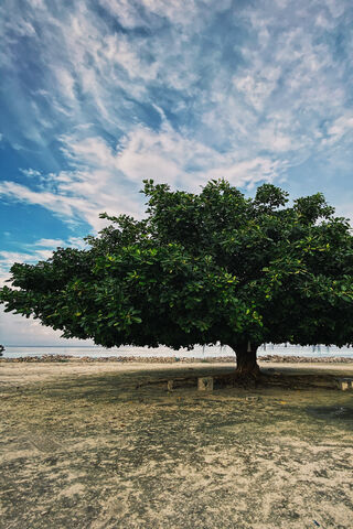 The Solitary Sentinel 🌳