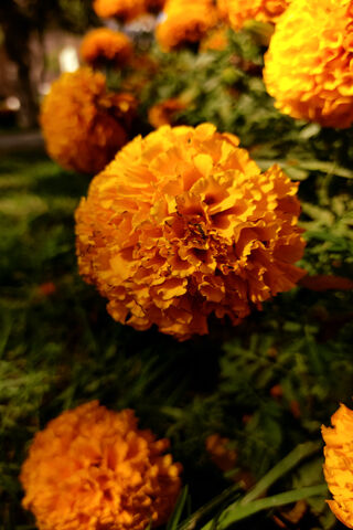 Golden Blooms of Tagetes Erecta 🌼✨