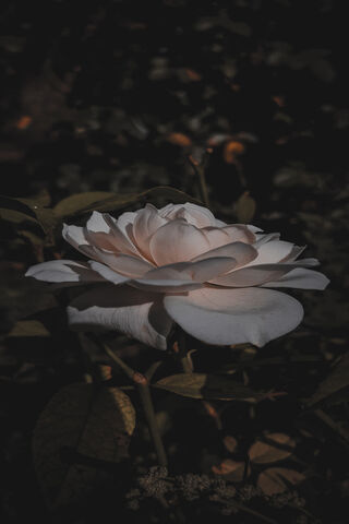 Whispers of the White Rose 🌹✨