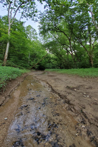 Tippy River: Nature's Serene Pathway 🌿💧