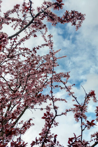 Blossoms Against the Sky 🌸☁️