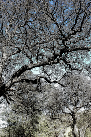 Nature's Intricate Network 🌳✨