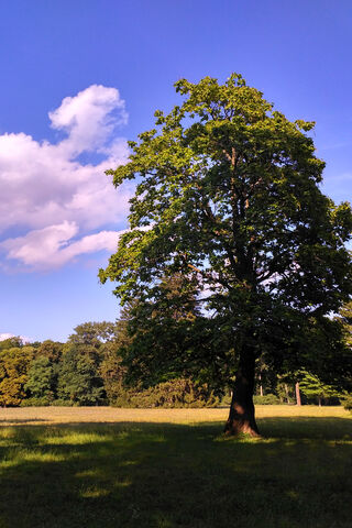 Majestic Solitude: A Tree's Embrace in the Park 🌳☀️
