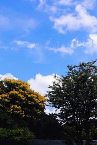 Golden Canopy Under a Blue Canvas 🌳☁️