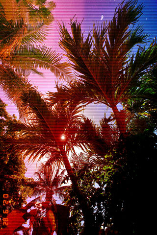 Vaporwave Palms