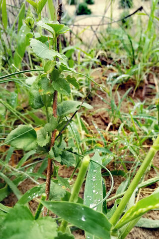 Dewy Delights: Nature's Refreshing Touch 🌿💧
