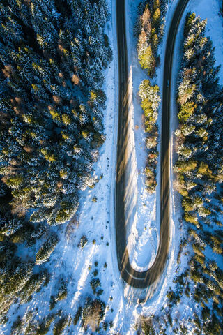 Winter White Forest