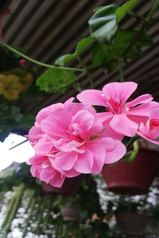 Blooming Beauty: A Floral Escape