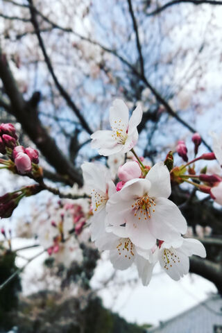 Whispers of Spring: The Enchantment of White Blossoms 🌸✨