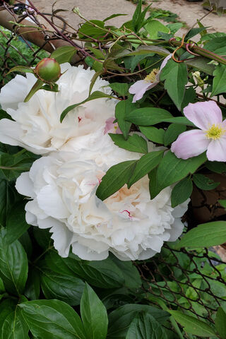Blossoms of Elegance: White Peony & Pink Clematis