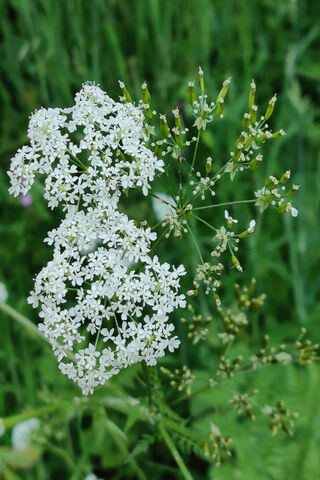 Delicate Beauty of Wild Carrot Blossoms 🌼✨