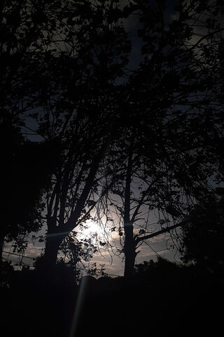 Moonlit Serenity in the Wilderness 🌙🌲