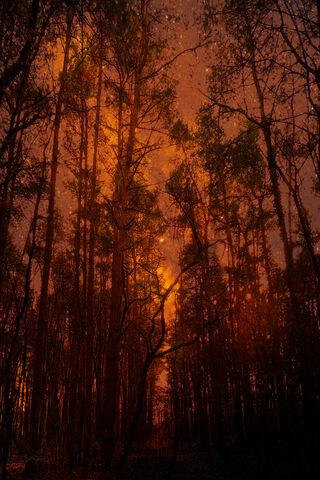 Enchanted Twilight in the Sky Forest 🌲✨