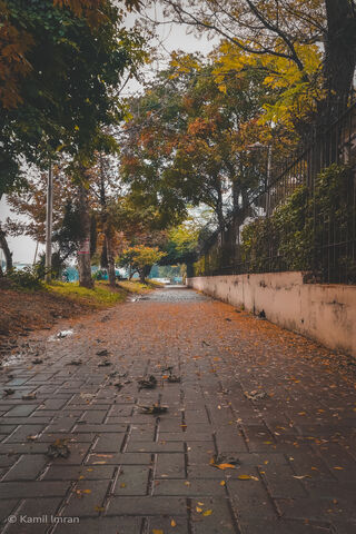 Whispers of Winter: A Serene Stroll