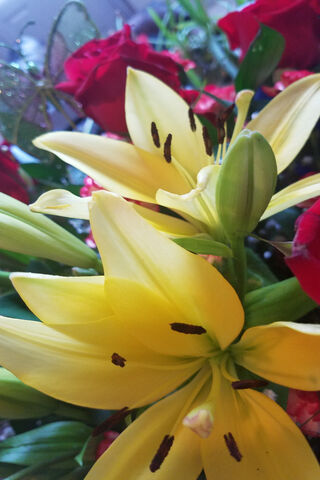 Sunshine Blooms: The Beauty of Yellow Lilies 🌼✨
