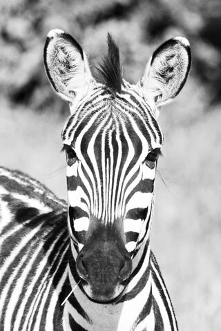 Stripes of Nature: The Majestic Zebra