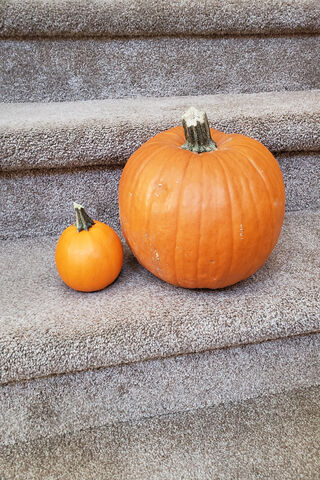 Autumn's Duo: The Perfect Pumpkin Pair 🎃🍂