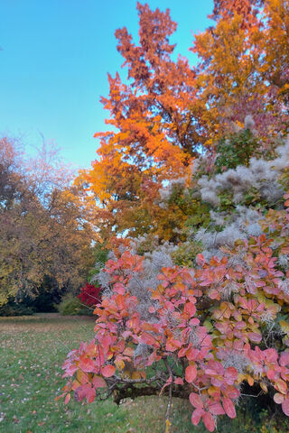 Whispers of Autumn: A Colorful Transformation 🍂✨