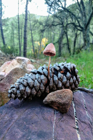 Nature's Resilience: A Pinecone's New Companion 🌲🍄