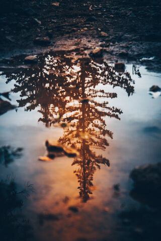 Reflections of Nature: The Arbre