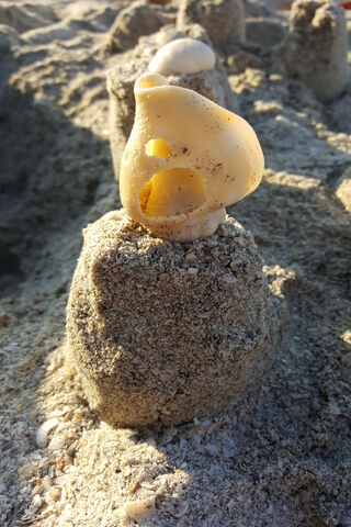 Nature's Little Arena: A Sandcastle Showdown! 🏖️🏰