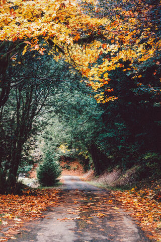 Autumn Road