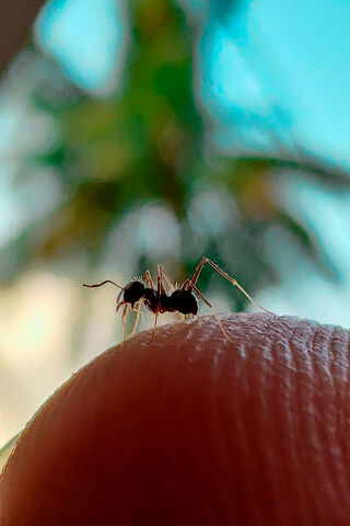 Ant On Hand