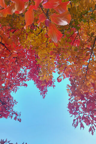 Fall's Colorful Canopy 🍂✨