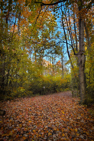 Whispers of Fall 🍂✨