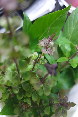 Nature's Palette: A Close-Up of Amazing Flowers 🌸🌿
