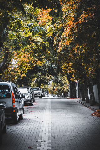 Golden Leaves of Turkey 🍂✨