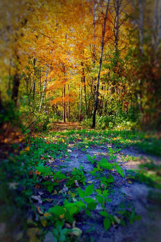 Golden Pathways of Autumn 🍂✨