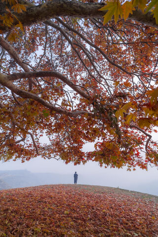 Whispers of Autumn in Kashmir 🍂✨