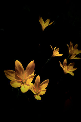 Radiant Blooms in the Dark 🌼✨