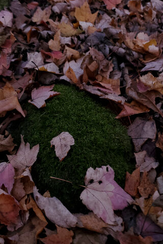 Nature's Cozy Blanket: Autumn's Embrace 🍂🌿