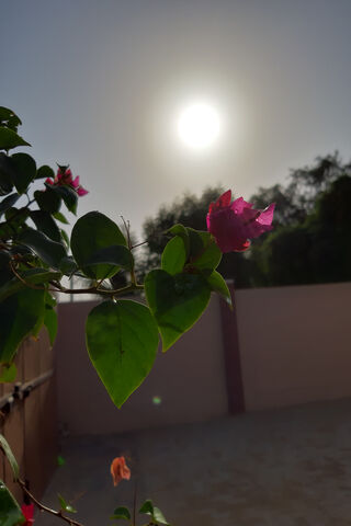 Sunlit Blooms: Nature's Embrace 🌸☀️