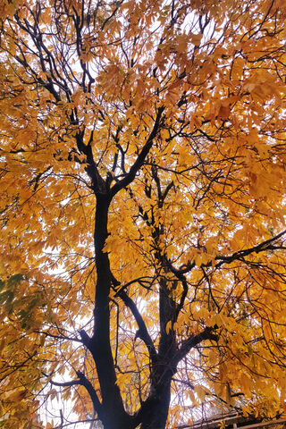Golden Canopy: Embracing Autumn's Glow 🍂✨