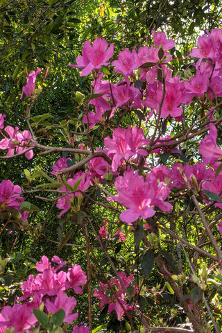 Azalea Pink Splash