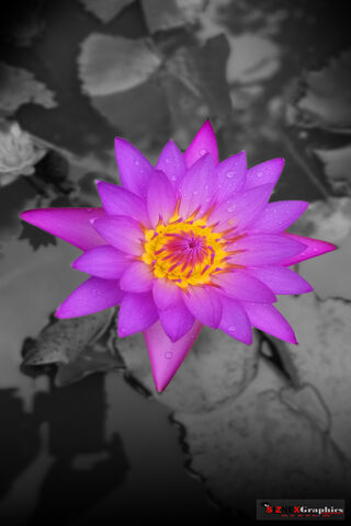 Serenity in Bloom: The Enchanting Blue Water Lily 🌸💧